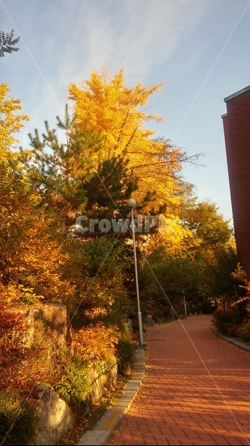 단풍,가을길,은행나무,가을느낌,가을,가을,계절,fall,autumn,season,자연,풍경,nature,landscape,tree,나무,plant,식물