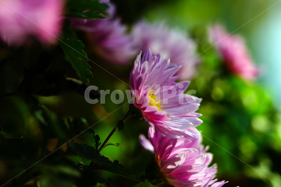 소국,국화,꽃,플라워,flower,식물,plants,자연,nature,가을,autumn,fall,계절,season,경치,풍경,landscape,가을꽃,10월,october,꽃밭,화단,감성,감성사진,느낌,분위기,스냅,스냅사진,snap,snapshot,아름다운,아름답다,예쁘다,예쁜,이쁘다,이쁜,싱싱,꽃사진,꽃잎,식물,자연,plants,nature,꽃,flower
