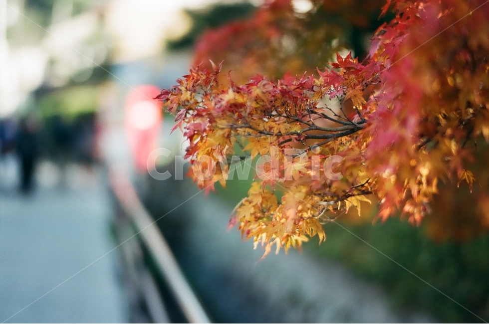 가을,단풍사진,단풍,붉은잎,노란잎,가을,계절,fall,autumn,season,식물,자연,plants,nature,감성,sensible,feeling,leaf,잎,plant,tree,나무,maple