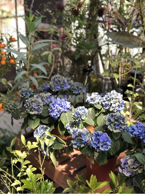 테라스,햇빛,오후,꽃,파란색,식물,자연,plants,nature,꽃,flower