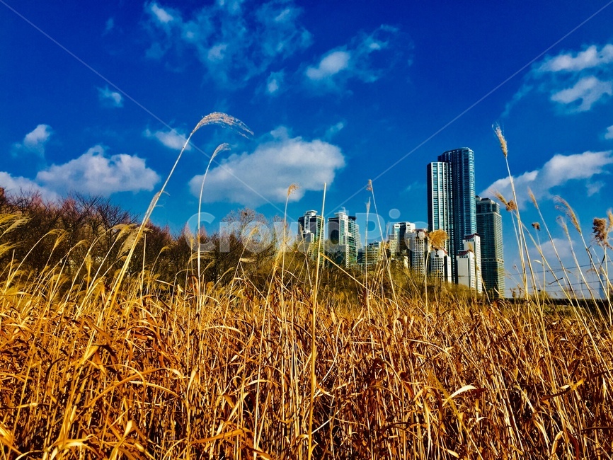 plant,식물,grass,잔디,빌딩