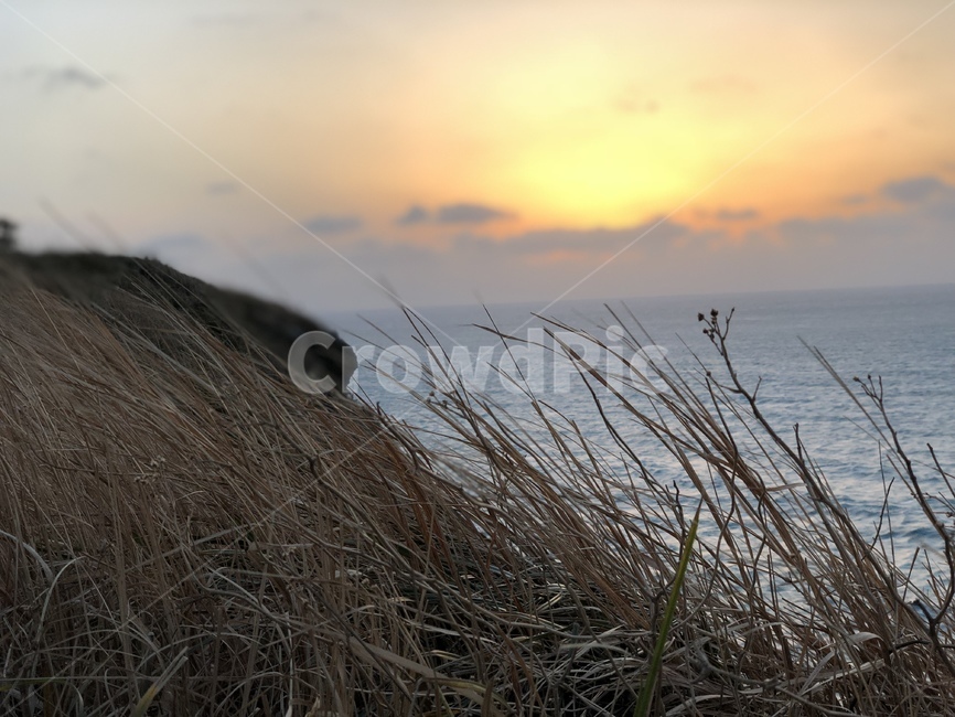 석양,갈대,바다,수평선,노을,파도,하늘,해안가,절벽,sunset,reed,sea,wave,sky,bluff,horizon,자연,풍경,nature,landscape,grass,잔디,plant,식물,lawn
