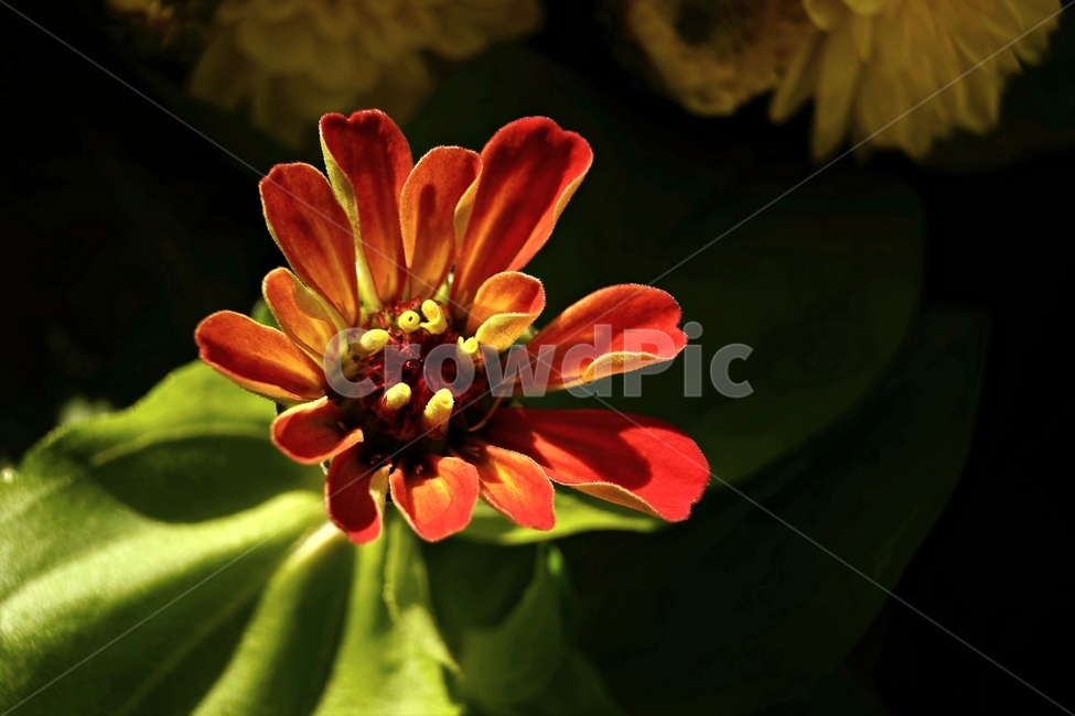 꽃,아름다움,정원,식물,자연,flower,bloom,beauty,plant,nature,beautiful,식물,자연,plants,nature,꽃,flower