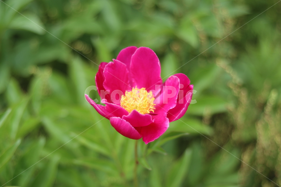 작약꽃,봄,풍경,꽃,맑음,식물,자연,plants,nature,꽃,flower