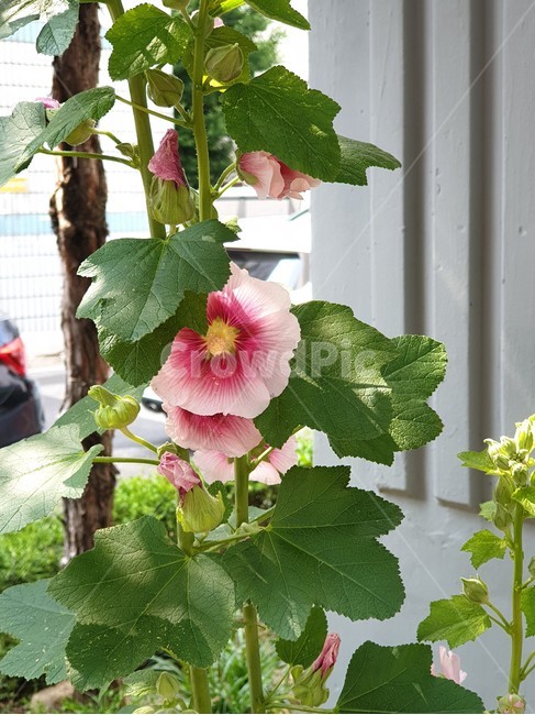 접시꽃,겹접시꽃,촉규화,채키화,여름야생화