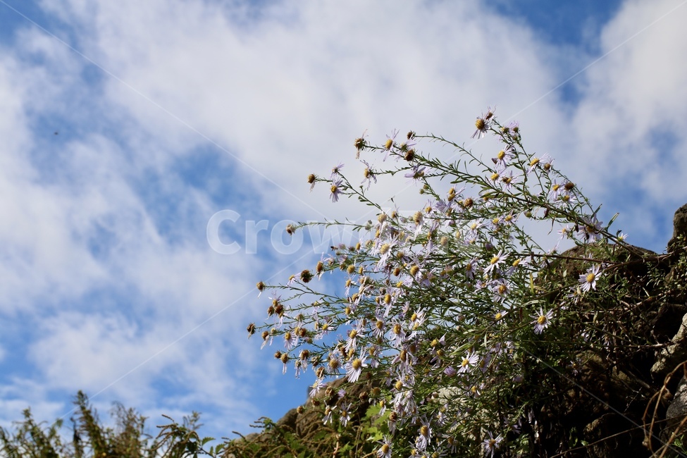 야생화,돌담,하늘,wildflower,꽃
