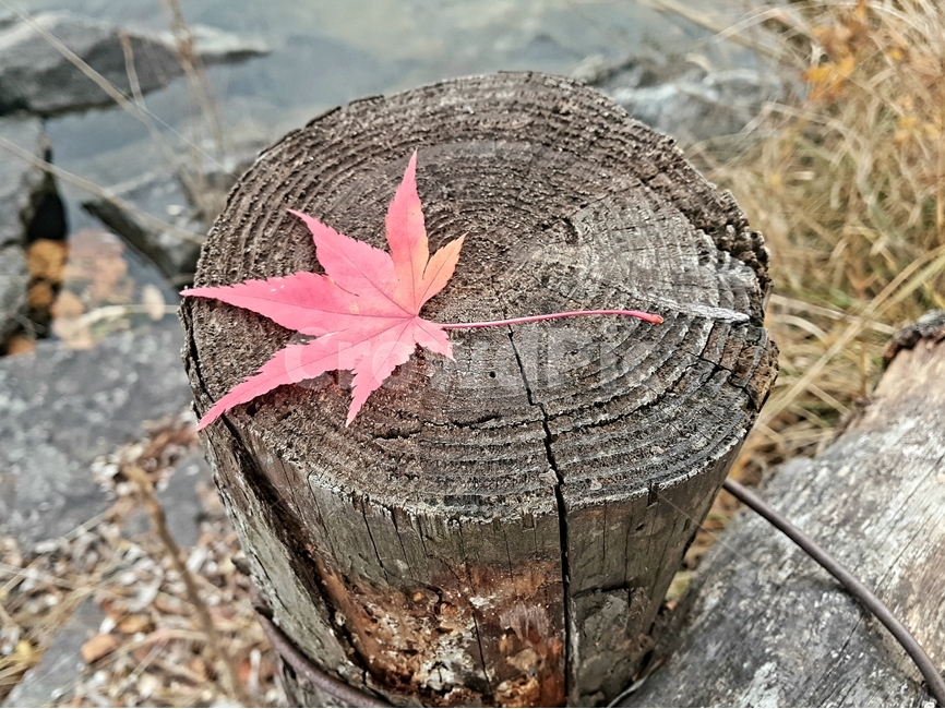 leaf,잎,식물,tree,단풍,maple,가을,계절,fall,autumn,season,식물,자연,plants,nature