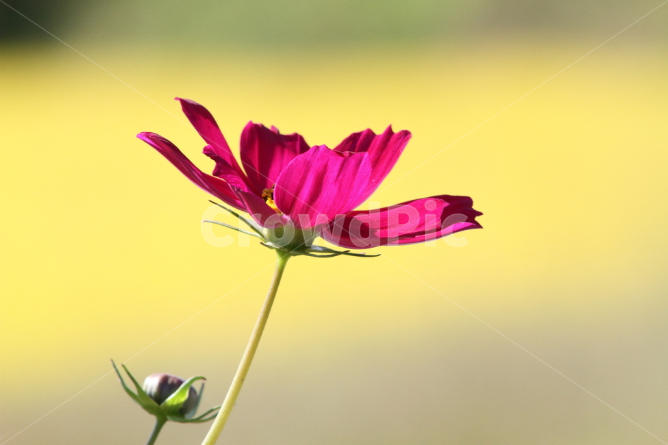 코스모스,꽃,식물,가을꽃,cosmos,가을,계절,fall,autumn,season,식물,자연,plants,nature,꽃,flower,plant,blossom,petal,꽃잎