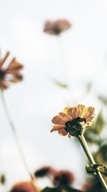 가을,여의도,꽃,노랑,무드,감성,가을,계절,fall,autumn,season,식물,자연,plants,nature,꽃,flower,감성,sensible,feeling,plant