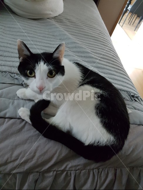 침대,냥이,고양이,바둑이,코리안숏헤어,검정색꼬리