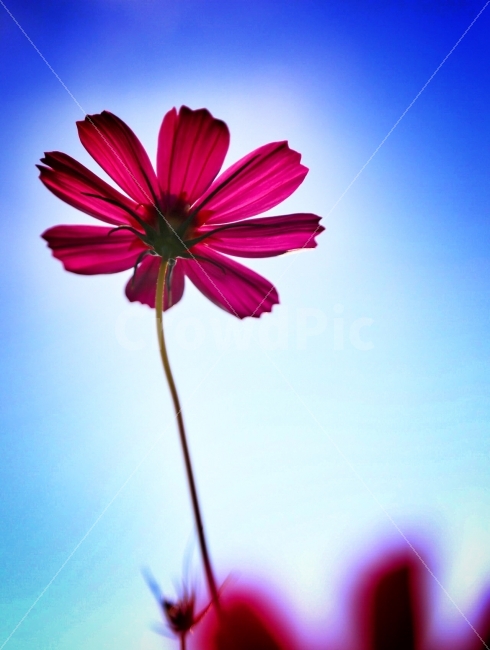 코스모스,하늘,꽃,여름코스모스,길가,가을,계절,fall,autumn,season,식물,자연,plants,nature,꽃,flower,blossom,petal,꽃잎,plant,daisy,데이지,daisies