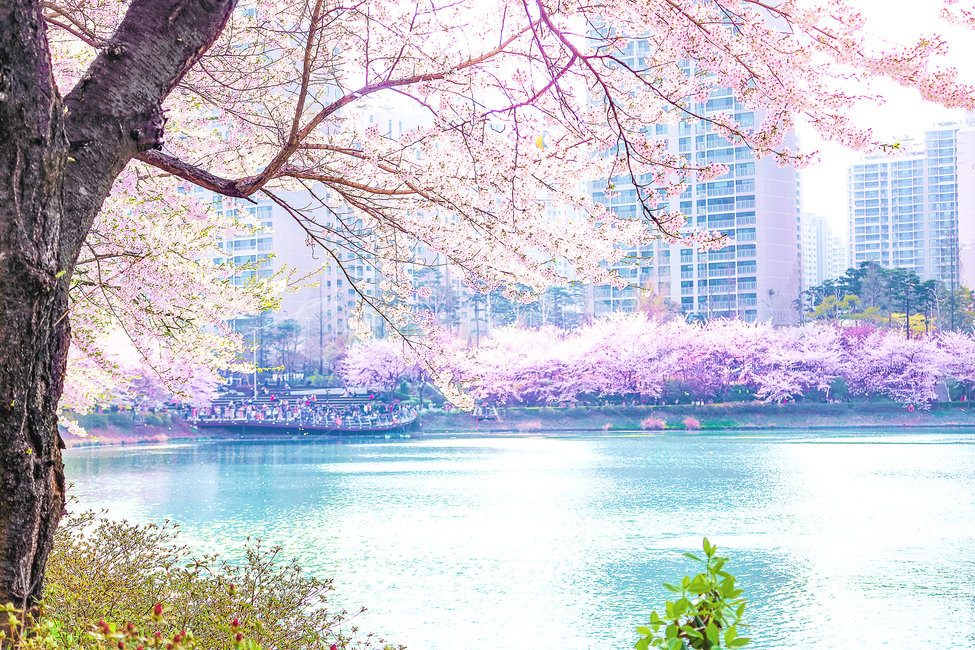 plant,식물,flower,blossom,꽃,cherryblossom,벚꽃
