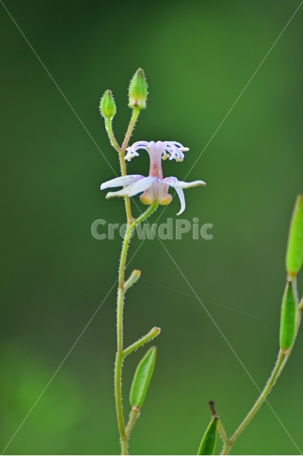 plant,식물,blossom,flower,꽃,뻐꾹나리,뻐꾹나리꽃