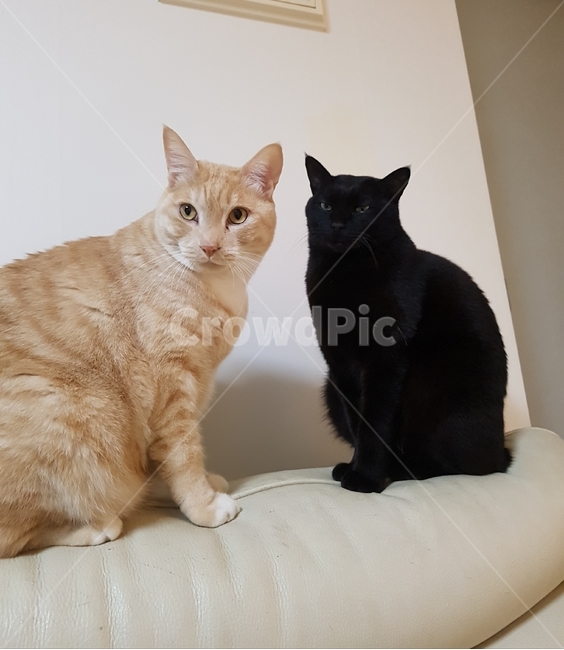 동물,고양이,검은고양이,귀여움,cat,반려동물,동물,animal,포유류,mammal,고양이,cat,kitten,kitty