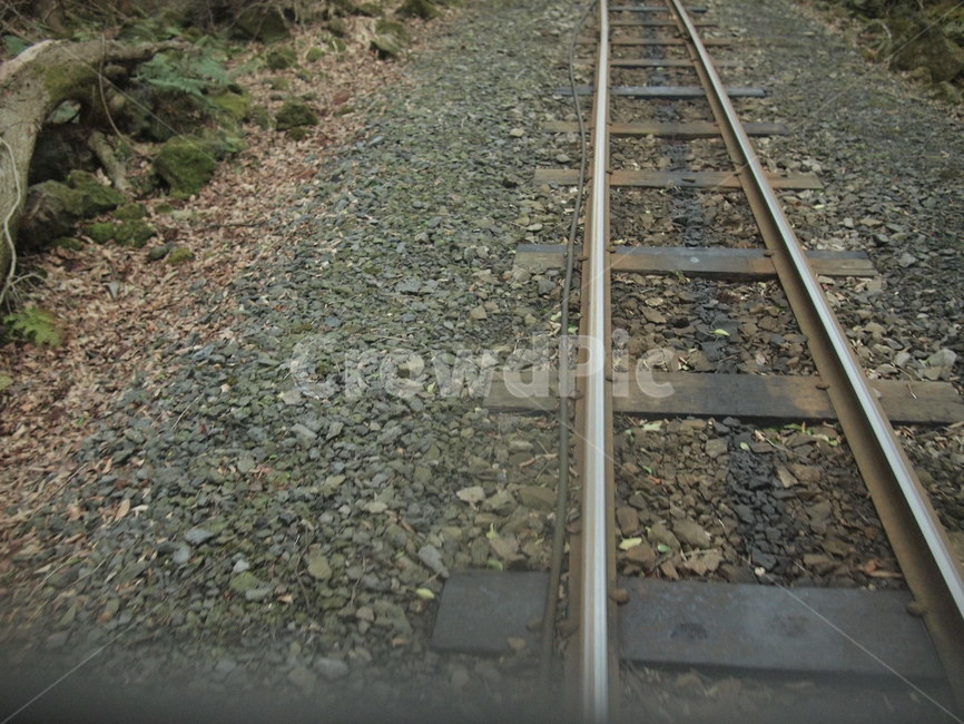 기차길,철길,철로,track,railroad,곧은기차길,이끼,나무,뿌리