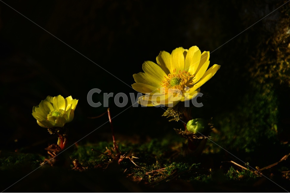 plant,식물,야생화,복수초,봄꽃,봄,계절,노랑꽃,꽃,식물,자연,plants,nature,꽃,flower