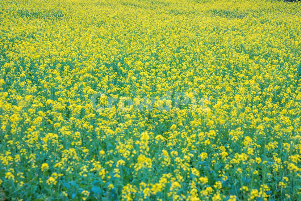 유채,유채꽃,유채꽃밭,꽃,flower,봄,계절,spring,season,식물,자연,plants,nature,꽃,flower,field,들,grassland,목초지,outdoors,옥외,farm,농장,rural,농촌,meadow