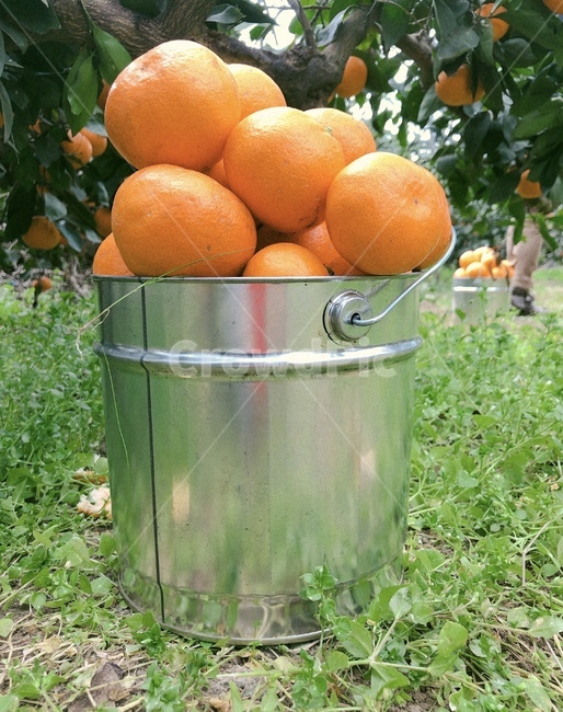 과일,제주도,노지감귤,음식,색감,제주도귤,fruit,귤따기체험,과일,열매,fruit