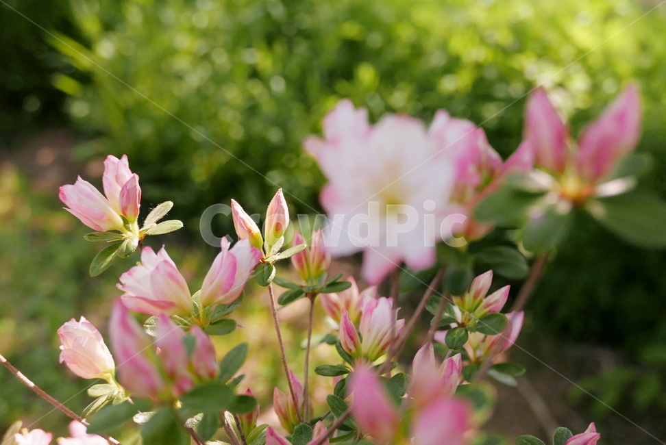 blossom,꽃,flower,plant,철쭉,봄꽃