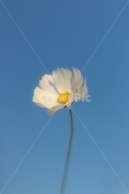 꽃,가을꽃,가을,코스모스,하늘,파란하늘,역광,햇빛,가을,계절,fall,autumn,season,식물,자연,plants,nature,꽃,flower,plant