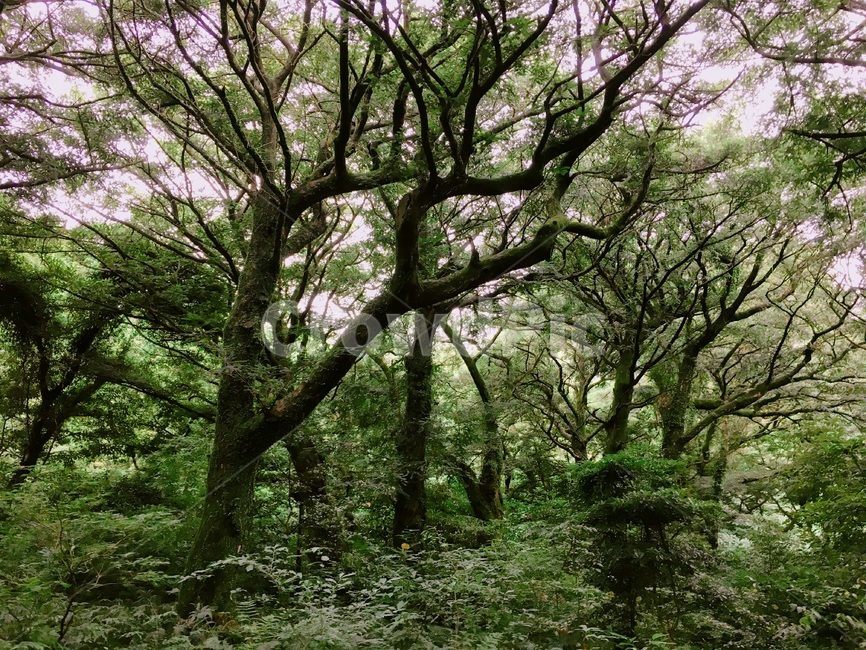 제주도,비자림,비자나무,천연기념물,숲,나무,forest,tree,wood,nutmegtree,plant,treetrunk,vegetation,초록,여름,식물,나무줄기