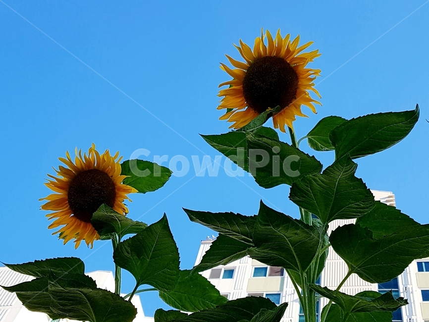 파란하늘,식물,flower,꽃,sunflower,해바라기,식물,자연,plants,nature,꽃,flower