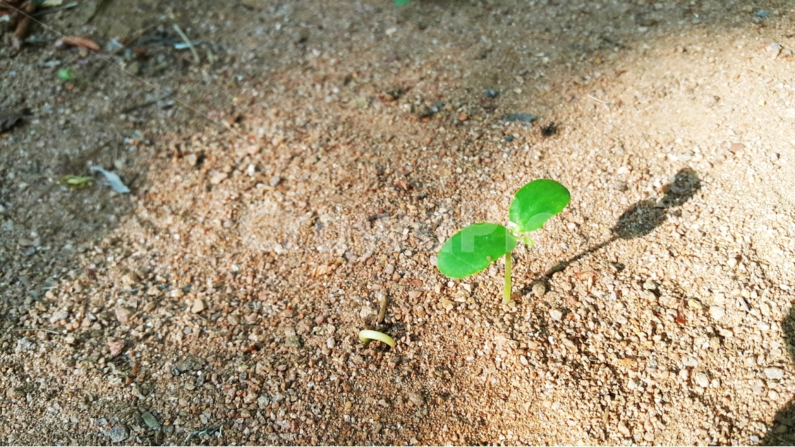 새싹,싹,새순,새잎,어린잎,식물,자연,plants,nature