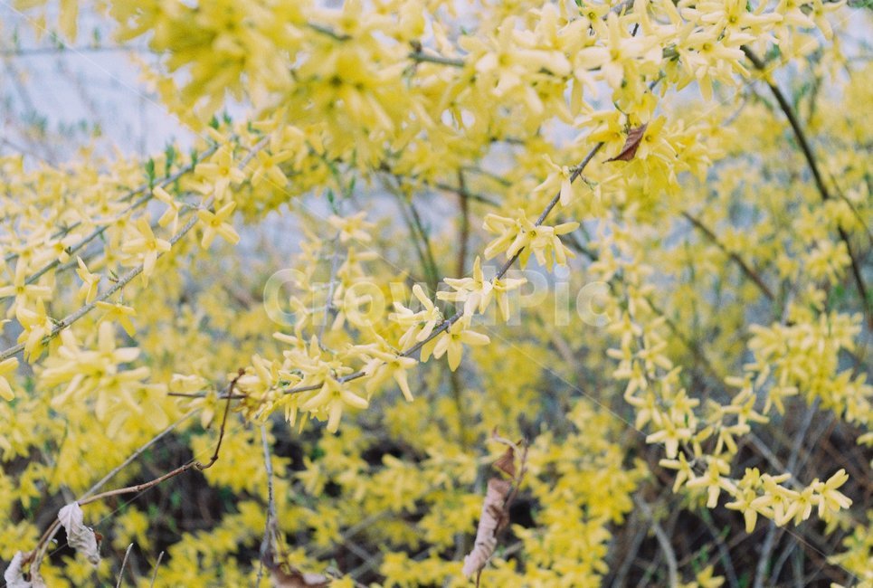 plant,식물,개나리,봄꽃,꽃,필름사진,필름감성
