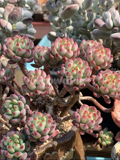 다육,식물,다육이,화분,농장,식물,자연,plants,nature