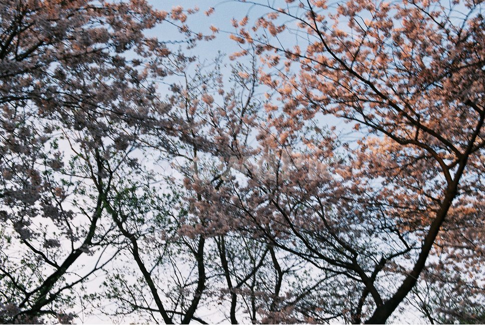 벛꽃,남산,나무,봄,벛꽃나무,봄,계절,spring,season,자연,풍경,nature,landscape,plant,식물,flower,꽃,blossom