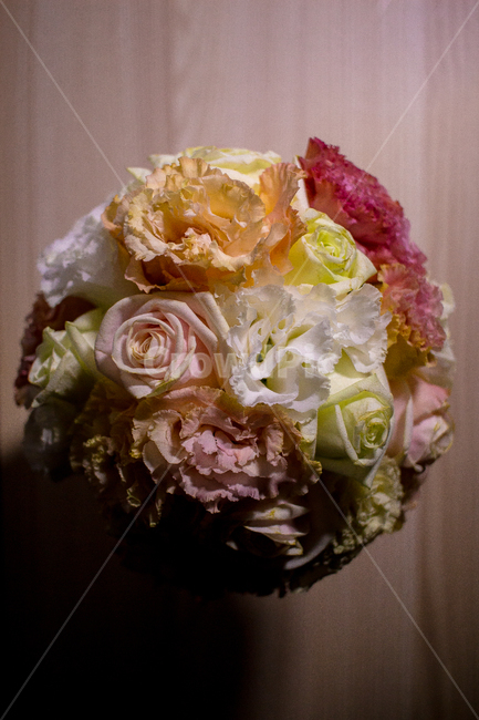 꽃,plant,식물,flower,각양각색,꽃다발,식물,자연,plants,nature,꽃,flower