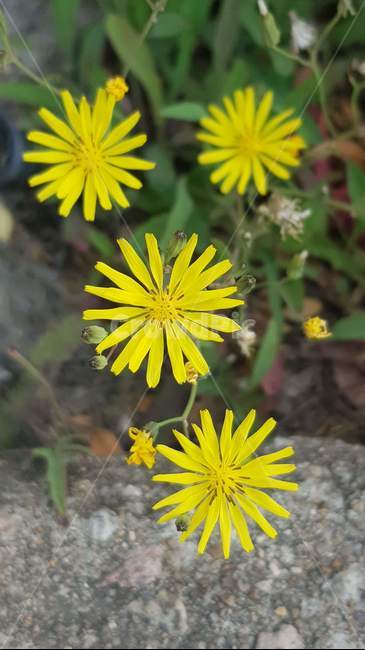 spring,wildflowers,yellow flower,card news,flower