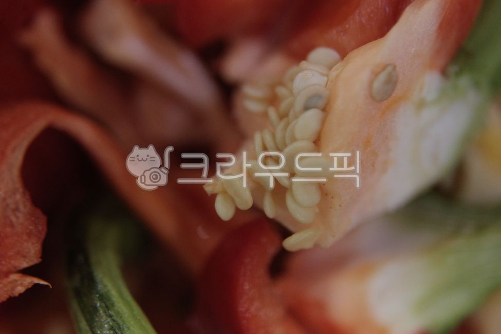 파프리카,씨,씨앗,파프리카씨,고추씨