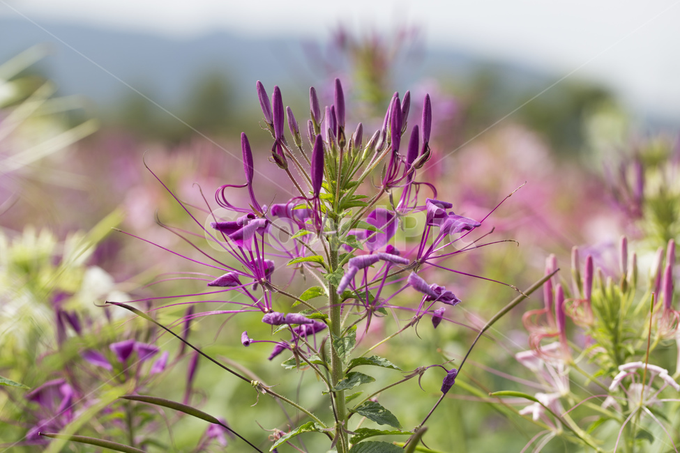 풍접초,꽃,식물,자연,백화채,족두리꽃,들꽃,식물,자연,plants,nature,꽃,flower