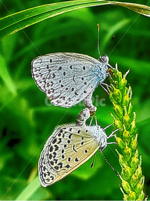insect,곤충,나비,butterfly,nature,자연,식물,자연,plants,nature