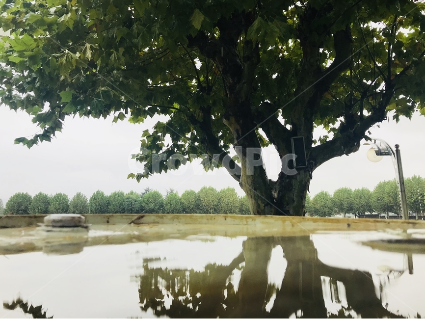 나무,반사,비춰진,자연,흐림,흐린,비오는날,웅덩이,비춤,식물,자연,plants,nature,나무,trees,wood