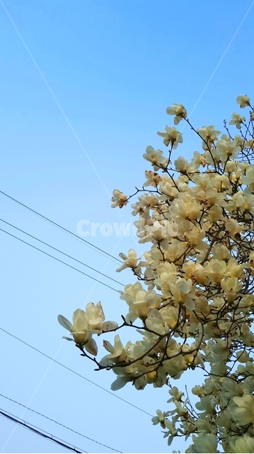 목련,봄,꽃,하늘,감성,순수,고귀함,식물,자연,plants,nature,꽃,flower