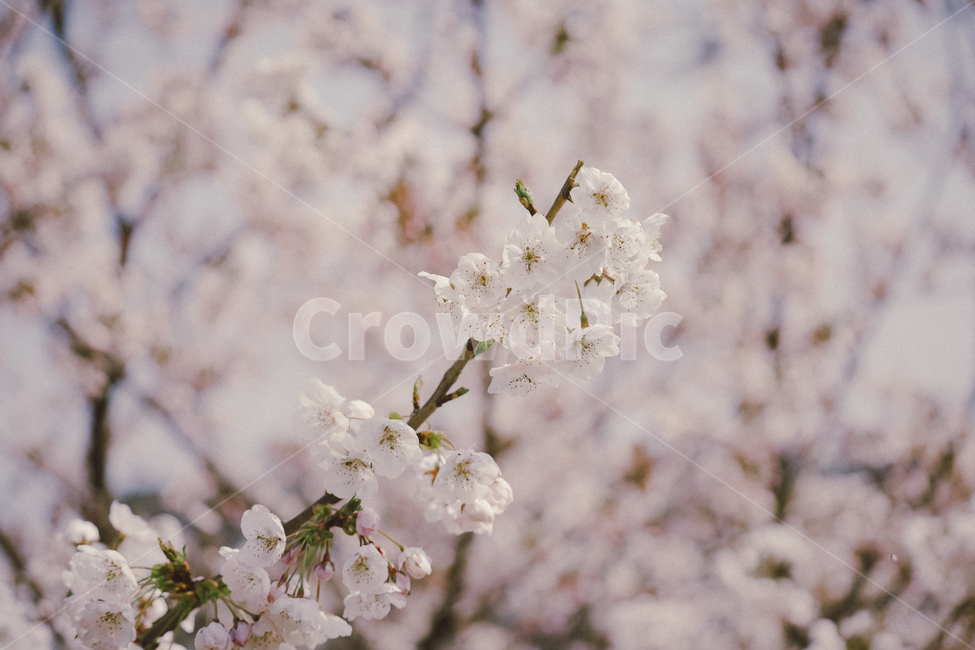 벚꽃,꽃,하늘,봄,cherryblossom,봄,계절,spring,season,plant,식물,blossom,flower