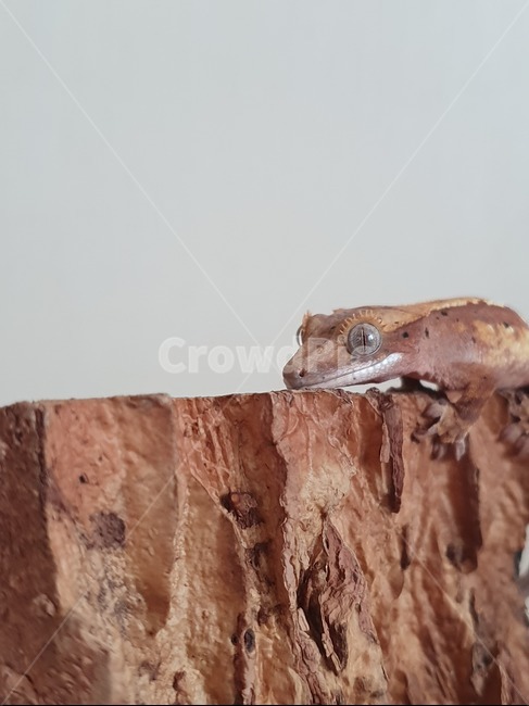 gecko,reptile,게코,도마뱀,크레스티드게코,파충류