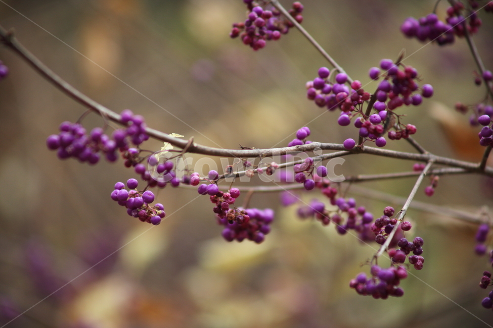좀작살나무,열매,식물,beautyberry,보라색,식물,자연,plants,nature,과일,열매,fruit