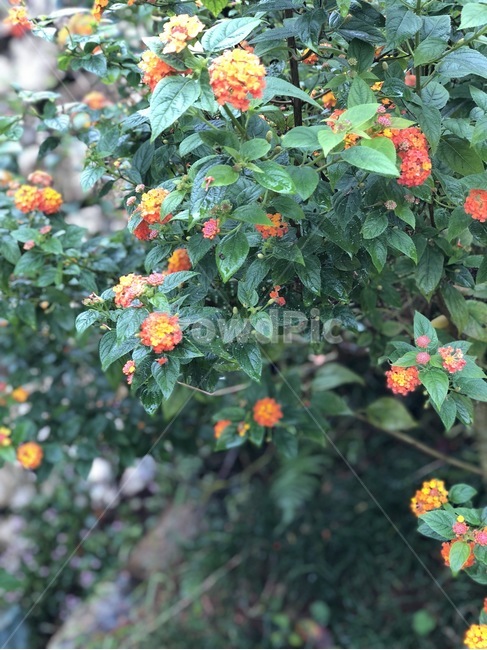 식물,자연,꽃,초록색,주황색