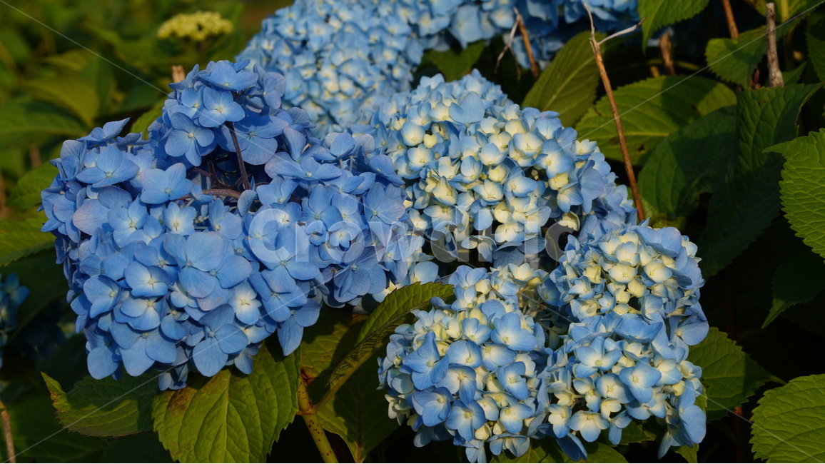 수국,꽃,꽃사진,식물,자연,식물,자연,plants,nature,꽃,flower