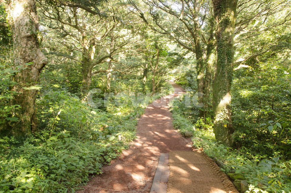 제주,제주도,비자림,비자나무,숲,나무,그린,초록,풍경,자연,배경,자연,풍경,nature,landscape,path,통로