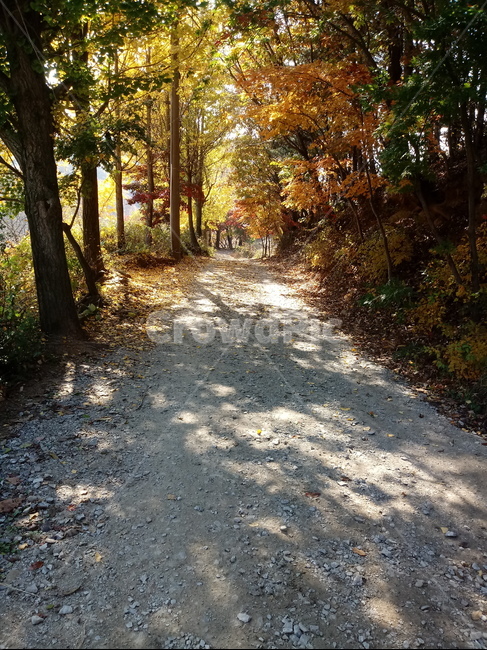 도로,길,등산로,산책로,road,가을,단풍,낙엽,계절