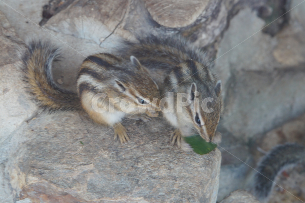 다람쥐,동물,cute,squirrel,lovely,동물,animal,포유류,mammal