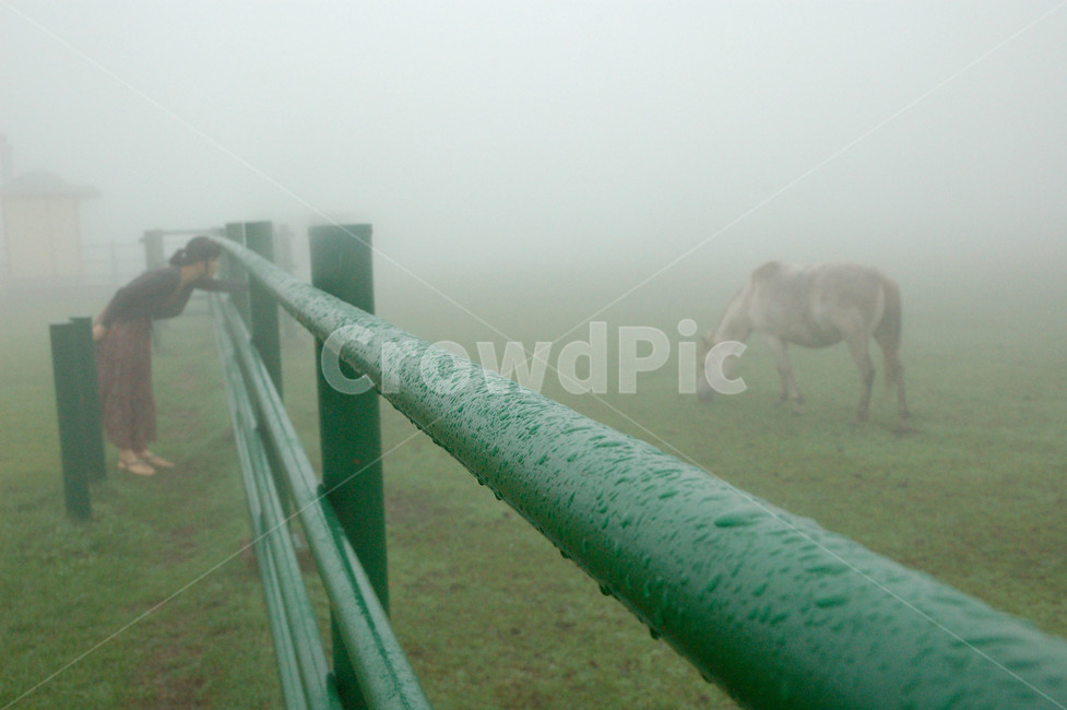 제주도,말,안개,안개비,기억,구름,목장,여자,여인Korea,jeju,horse,Jejudo,동물,animal,포유류,mammal,사람,인물,인간,human,person,산업,industry,industrial,목축업,목장,livestock farming,ranching,pasture