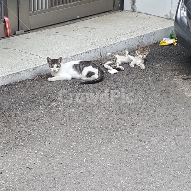 고양이,길냥이,길고양이,아기고양이,아깽이,동물,animal,포유류,mammal,고양이,cat,kitten,kitty