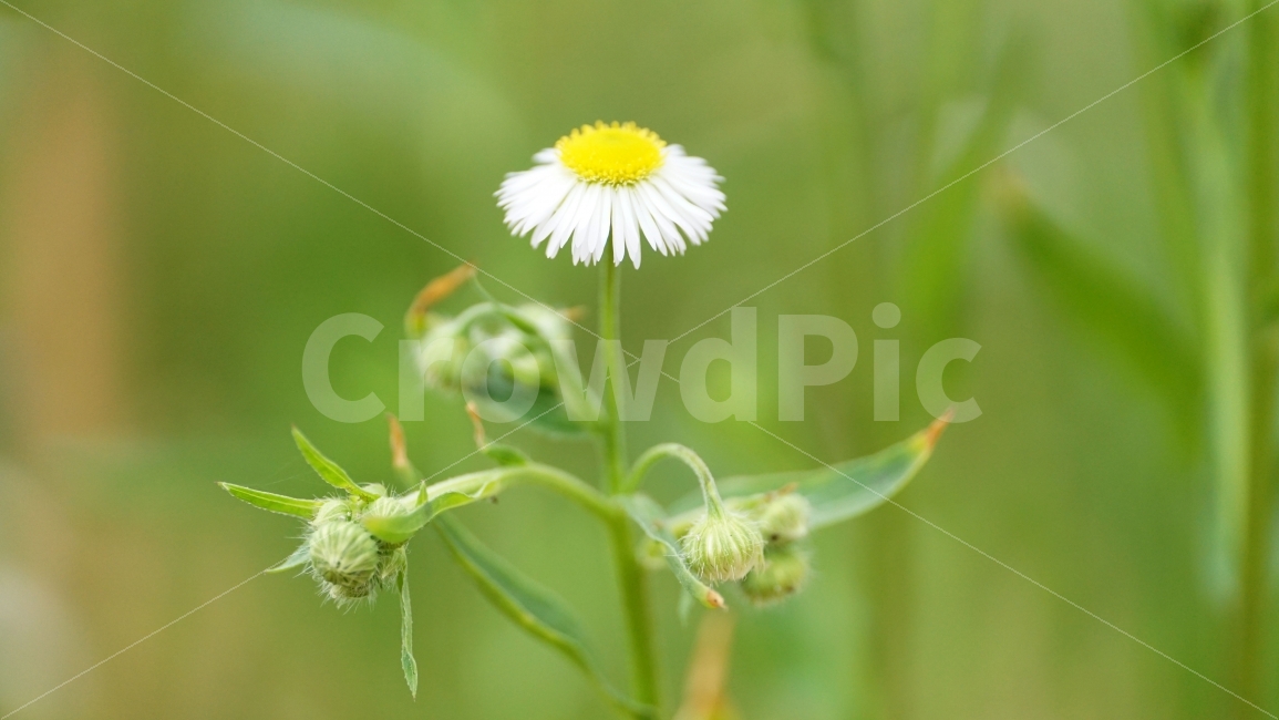 개망초,꽃,플라워,자연,식물,nature,flower,감성,감성사진,스냅,스냅사진,snap,snapshot,풍경,landscape,꽃사진,접사,macro,봄,spring,계절,season,한국자연,korea,식물,자연,plants,nature,꽃,flower