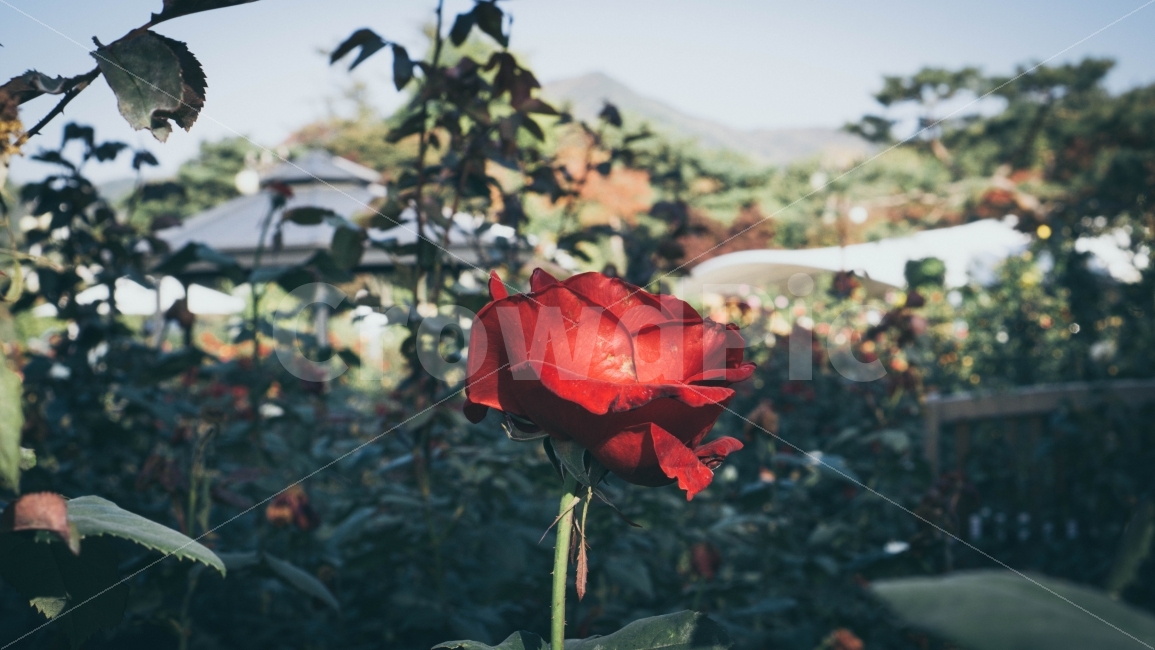 풍경,장미,자연,빨간꽃,꽃,식물,자연,plants,nature,꽃,flower,감성,sensible,feeling