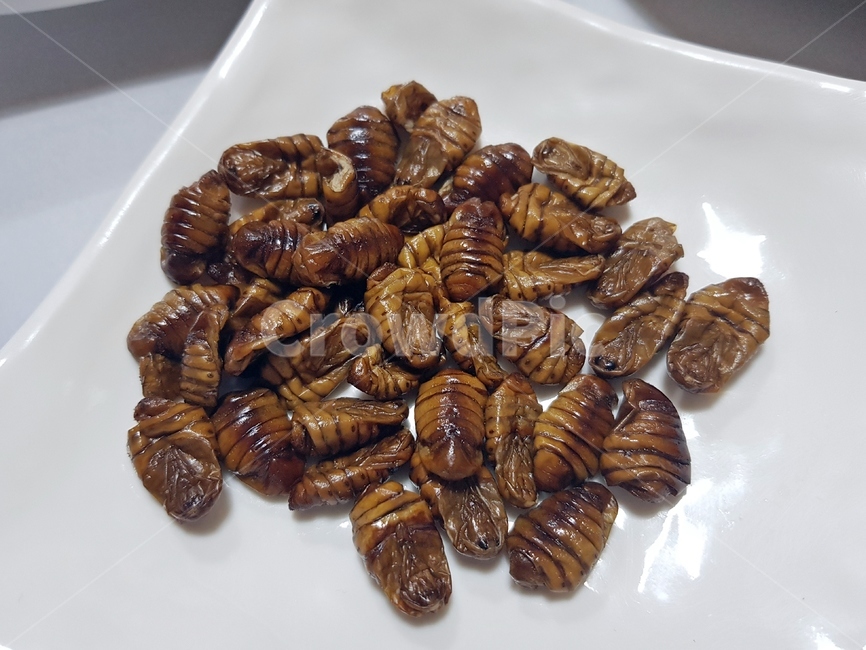 번데기,간식,한식,곤충,누에고치,food,pupa,음식